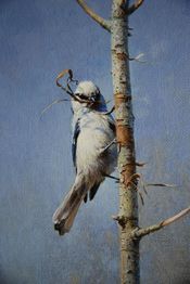 Ein Vogel auf einem Ast hält Zweige im Schnabel vor blauem Himmel.