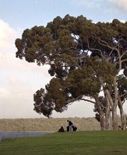 Problemfällung mit Klettertechnik,Kronenpflege an Jung-Groß und Obstbäumen,Entsorgung von Stammholz 