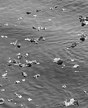 Schwarz-weiß-Foto von Wasseroberfläche mit schwimmenden Blättern und kleinen Objekten.