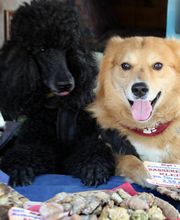 Wir sind immer dabei