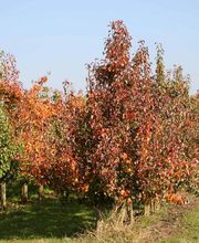 Herbstfarben
