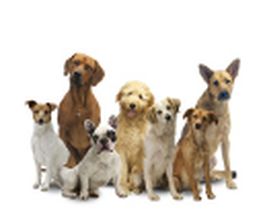 Hundetrainer Netzwerk Logo