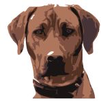 Illustration eines braunen Hundes mit ernstem Blick und einem Halsband, vor weißem Hintergrund.