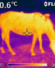 Zänker Leckortung & Thermografie Logo