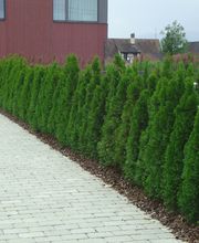 Gepflasterter Weg neben einer Reihe grüner Büsche, die an einem modernen roten Gebäude entlangführen.