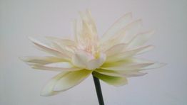 Eine cremefarbene Blume mit zarten, vielschichtigen Blütenblättern vor neutralem Hintergrund.