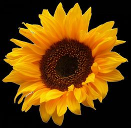 Gelbe Sonnenblume mit brauner Mitte vor schwarzem Hintergrund.