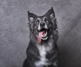 Perro gris con lengua afuera, orejas levantadas y fondo gris.