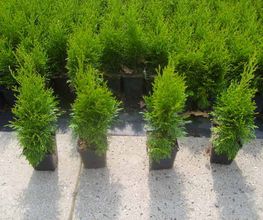 thuja smaragd, Lebensbaum, winterhart, ideale Hecke f. Sicht und Windschutz