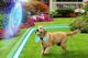 Dog with ball in mouth runs on grass surrounded by colorful flowers and glowing virtual fence.