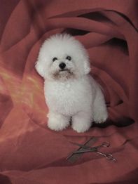 Ein flauschiger weißer Hund sitzt vor einem braunen Hintergrund mit einer Schere und einem Kamm.