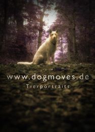 Ein Hund sitzt im Wald bei dämmrigem Licht. Text: www.dogmoves.de Tierportraits.