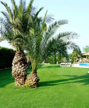 Zwei Palmen vor Rasenfläche, im Hintergrund ein Pool mit Pavillon und grüner Hecke.