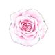 Rosa Aquarell-Rose auf weißem Hintergrund, fein gezeichnet mit sanften Farbverläufen.