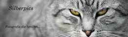 Nahaufnahme eines grauen Katzenkopfes mit gelben Augen, daneben der Text "Silberpics".