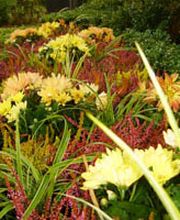 Saisonale Bepflanzung