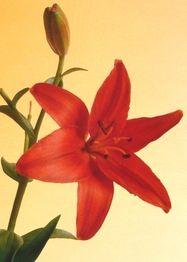 Rote Lilienblüte und Knospe vor einem gelben Hintergrund.