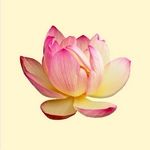 Lotusblüte in Rosa und Gelb auf hellem Hintergrund.