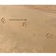 Pootafdrukken van een hond op het strand met de tekst "Hondencoach Let's Me" erboven.