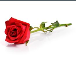 Rote Rose vor weißem Hintergrund, liegend mit grünem Stiel und Blättern.