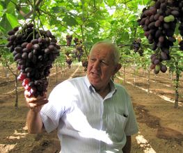 INTERNATIONAL GROSSHANDEL OBST UND GEMÜSE BILLIGER 