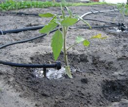 Tropfbewässerung