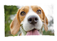 Ein fröhlicher Beagle-Hund mit herausgestreckter Zunge schaut in die Kamera.