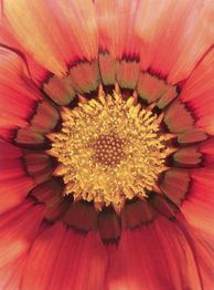 Nahaufnahme einer roten Blüte mit gelben Blütenblättern im Zentrum, radial angeordnet.