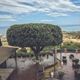 Terraza con árbol grande en el centro, vista al mar al fondo y cielo parcialmente nublado.