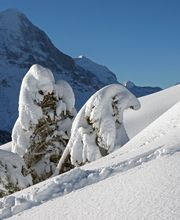 Verschneite Berglandschaft mit schneebedeckten Bäumen und klarer Sicht auf bewaldete Berge.