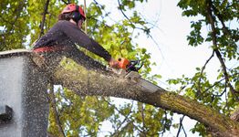 Person using a chainsaw to cut a tree branch, wearing safety gear.