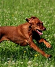 Hundeschule Trail and Learn Logo