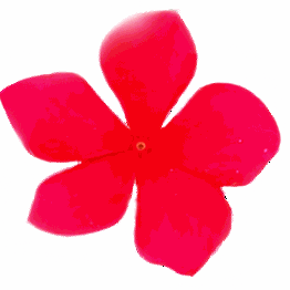 Rote Blume mit fünf Blütenblättern auf weißem Hintergrund.
