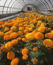 Blühende orangefarbene Studentenblumen in einem langen Gewächshaus.