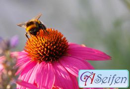 Biene auf pinker Blume, mit "Seifen"-Logo unten rechts.