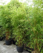 Bambus zur Event-Dekoration