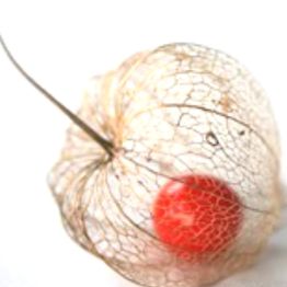 Coque transparente de Physalis avec une baie rouge vif à l'intérieur, sur fond blanc.