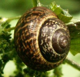Braune Schnecke mit gemustertem Gehäuse auf einem grünen Blatt.