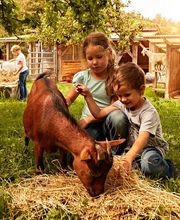Kinder streicheln Ziegen im Streichelzoo, umgeben von Natur und Gehegen bei sonnigem Wetter.
