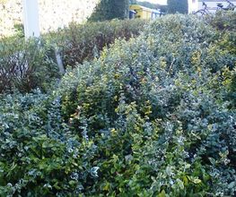 Garten / vorher