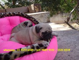 Filhotes de pug em cama rosa ao ar livre, com árvores ao fundo.