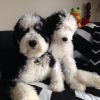 Two fluffy black and white dogs sitting closely on a patterned blanket.