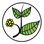 Zeichnung einer Pflanze mit drei Blättern und gelber Blume auf weißem Hintergrund.