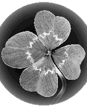 Klewitz & Sternkopf KG Logo