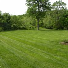 Lush, green lawn with trees in the background on a clear day.