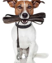 Hundeschule Heiduk Logo