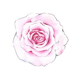 Rosa Aquarell-Rose auf weißem Hintergrund, fein gezeichnet mit sanften Farbverläufen.
