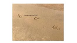 Pootafdrukken van een hond op het strand met de tekst "Hondencoach Let's Me" erboven.