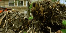 Uprooted tree fallen next to a house, with exposed roots and debris visible.