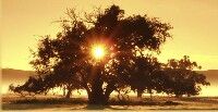 Sonne geht hinter einem großen Baum auf, goldener Himmel und sanfter Nebel im Hintergrund.